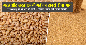 Wheat Prices Today: Highest Rates in Meerut and Lucknow, Below MSP in Najafgarh