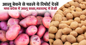 आलू मंडी भाव आज - (12 दिसम्बर, 2025)