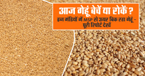 Wheat Prices Today: Should You Sell or Hold? Wheat Trading Above MSP in These Mandis — Full Report