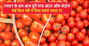 Tomato Rate Today: Prices Out of Control! Check Where Farmers Got the Highest Rates