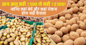 Potato mandi price: आज आलू कहीं ₹300 तो कहीं ₹2300! जानिए कहां बेचें और कहां रोकना होगा सही फैसला
