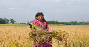Jharkhand Government Begins Kharif Paddy Procurement from 15th December