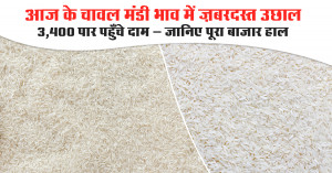 Rice mandi bhav: आज के चावल मंडी भाव में ज़बरदस्त उछाल, ₹3,400 पार पहुँचे दाम – जानिए पूरा बाजार हाल