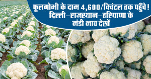 cauliflower mandi price: फूलगोभी के दाम ₹4,600/क्विंटल तक पहुँचे! दिल्ली–राजस्थान–हरियाणा के मंडी भाव देखें