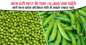Green Pea Prices Touch ₹6,400 per Quintal Today — Check Which Madhya Pradesh Market Offered the Highest Rate