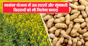 MP News: भावांतर योजना में अब सरसों और मूंगफली किसानों को भी मिलेगा फायदा