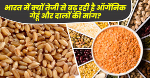भारत में क्यों तेजी से बढ़ रही है ऑर्गेनिक गेहूं और दालों की मांग?