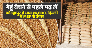 Wheat Price Today: Read Before Selling - Prices Touch ₹4,800 in Kolhapur, Stay Above MSP in Delhi