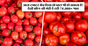 आज टमाटर बेच दिया तो घाटा भी हो सकता है! देखें कौन-सी मंडी दे रही ₹6,000+ भाव