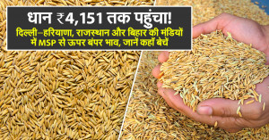Paddy Prices Touch ₹4,151! MSP Crossed in Delhi–Haryana, Rajasthan and Bihar Mandis – Know Where to Sell