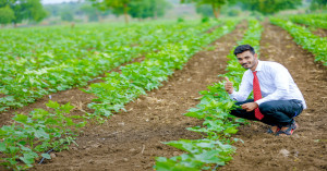 Rabi Crop Acreage Expands by Over 8 Lakh Hectares as of December 19, 2025