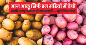Potato Mandi Price: आज आलू सिर्फ इन मंडियों में बेचो, बाकी जगह रुकना ही समझदारी — पूरी लिस्ट देखें