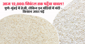Rice Market Prices Touch ₹12,000/Quintal Today! Strong Rally in Pune–Mumbai, But Sluggish in These Mandis — Farmers Must Read