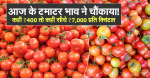 Tomato Price: आज के टमाटर भाव ने चौंकाया! कहीं ₹400 तो कहीं सीधे ₹7,000 प्रति क्विंटल - जानिए पूरी मंडी रिपोर्ट (26 दिसंबर, 2025)