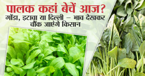 Where Should You Sell Spinach Today? Gonda, Etawah or Delhi — Prices Will Surprise Farmers