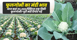 Cauliflower Market Price Today - Where Did It Sell for ₹3,000/Quintal? Full Mandi Report