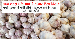 Garlic Prices Shake the Market Today! Somewhere ₹500, Elsewhere Straight ₹16,000 per Quintal — Full Mandi Report