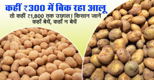 Potato Price: कहीं ₹300 में बिक रहा आलू, तो कहीं ₹1,800 तक उछाल! किसान जानें कहाँ बेचें, कहाँ न बेचें