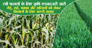 Rabi Crop Advisory Issued: Key Guidelines for Wheat, Mustard, Maize and Vegetable Farmers