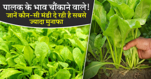 Spinach price: पालक के भाव चौंकाने वाले! 30 दिसंबर 2025: जानें कौन-सी मंडी दे रही है सबसे ज्यादा मुनाफा