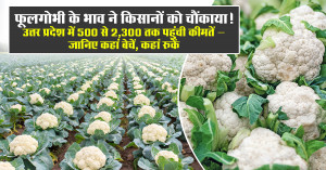 Cauliflower Prices Surprise Farmers! Rates in Uttar Pradesh Range from ₹500 to ₹2,300 — Know Where to Sell and Where to Wait