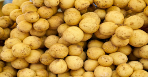 Potato Market Trend: Potato Prices Stay Comfortable Ahead of New Year as Arrivals Rise Across Key Markets