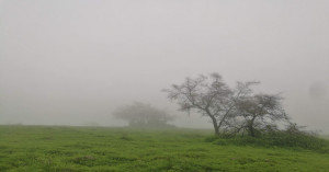 Dense Fog and Cold Wave to Mark the Beginning of New Year 2026 Across North India