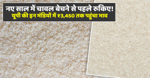 Hold Rice Sales at the Start of the New Year! Prices Touch ₹3,450 in Select UP Mandis