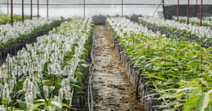 Bihar Government Offers 50% Subsidy on Tissue Culture Farming to Boost Modern Horticulture | Khetivyapar