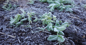 Cold Wave and Frost Risk Alert: Tips for Protecting Your Rabi Crops