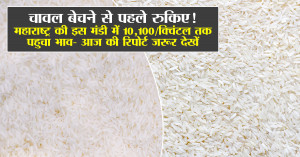 Rice price today: चावल बेचने से पहले रुकिए! महाराष्ट्र की इस मंडी  में 10,100/क्विंटल तक पहुचा भाव- आज की रिपोर्ट जरूर देखें