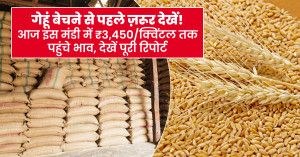 Wheat price: गेहूं बेचने से पहले ज़रूर देखें! आज इस मंडी में ₹3,450/क्विंटल तक पहुंचे भाव, देखें पूरी रिपोर्ट