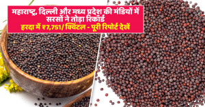 Mustard seed price: महाराष्ट्र, दिल्ली और मध्य प्रदेश की मंडियों में सरसों ने तोड़ा रिकॉर्ड, हरदा में ₹7,751/क्विंटल - पूरी रिपोर्ट देखें