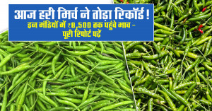 आज हरी मिर्च ने तोड़ा रिकॉर्ड! इन मंडियों में ₹8,500 तक पहुंचे भाव - पूरी रिपोर्ट पढ़ें