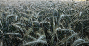 Effective Ways to Protect Wheat Crops from Frost in Winter: Right Preparation Ensures Better Yields