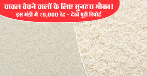 Golden Opportunity for Rice Sellers! Rates Touch ₹6,000 in This Mandi — Full Report