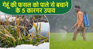 Effective Ways to Protect Wheat Crops from Frost in Winter: Right Preparation Ensures Better Yields