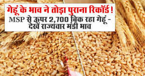 Wheat Prices Break Old Records: Wheat Selling Above MSP at ₹2,700 - Check State-wise Mandi Rates