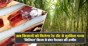 New Bismil Sugarcane Variety Approved for UP and Nearby States