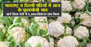 Cauliflower price: फूलगोभी के भाव ने उड़ाए होश! कहीं ₹200 तो कहीं सीधे ₹1,500 प्रति क्विंटल - देखें पूरी रिपोर्ट