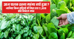 Spinach price: आज पालक इतना महंगा क्यों हुआ? जानिए किन मंडियों में मिल रहा ₹2,000 प्रति क्विंटल भाव
