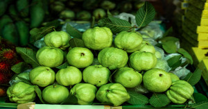Guava Festival 2026 to Begin on January 18, Two-Day Event to Open New Opportunities for Farmers