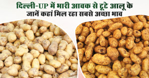Potato Mandi Update: दिल्ली-UP में भारी आवक से टूटे आलू के दाम, जानें कहां मिल रहा सबसे अच्छा भाव