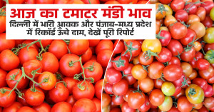 Tomato Price: आज का टमाटर मंडी भाव: दिल्ली में भारी आवक और पंजाब-मध्य प्रदेश में रिकॉर्ड ऊँचे दाम, देखें पूरी रिपोर्ट