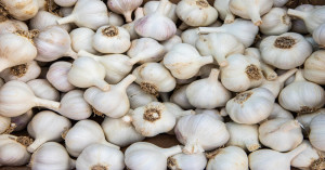 Big News for Garlic Farmers! Prices Touch ₹15,000 per Quintal — Check Today’s Mandi Report