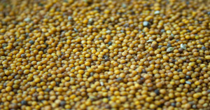 Mustard seed price: सरसों किसानों की बल्ले-बल्ले! ₹6,900 के करीब पहुंचा भाव, देखें आपकी मंडी का रेट