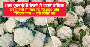 Cauliflower Price Today in Delhi & Rajasthan (16 January, 2026)