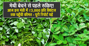 Green fenugreek price: मेथी बेचने से पहले रुकिए! आज इस मंडी में ₹3,000 प्रति क्विंटल तक पहुँची कीमत - पूरी रिपोर्ट पढ़ें