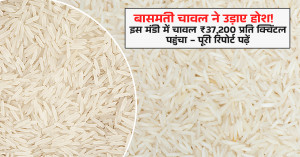 Basmati Rice Stuns the Market! Prices Touch ₹37,200 per Quintal in This Mandi — Full Report
