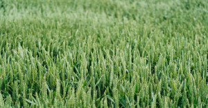 How to Increase Wheat Spike Length and Grains Per Spike for Higher Yield